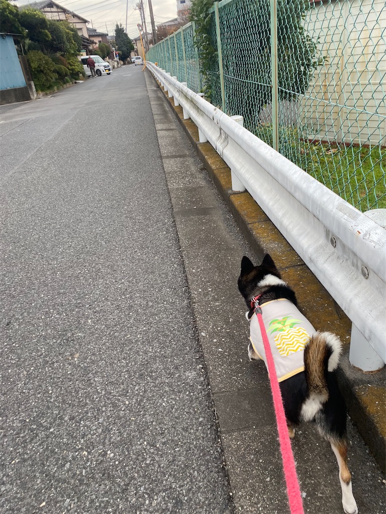 ガードレールに沿って歩いている黒柴犬