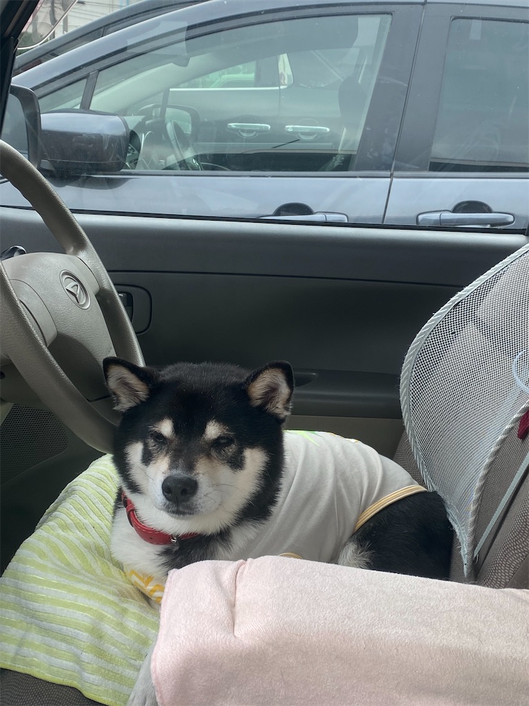 運転席から助手席側を見ている黒柴犬
