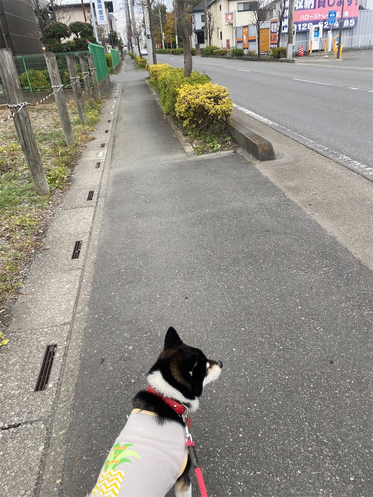 元気に歩いている黒柴犬