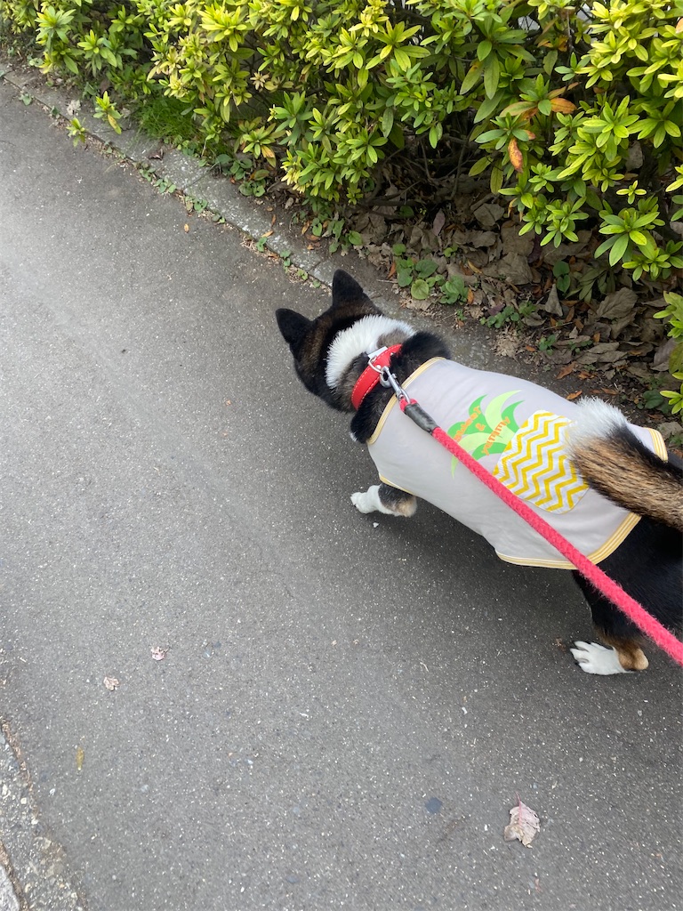 路肩を歩いている黒柴犬