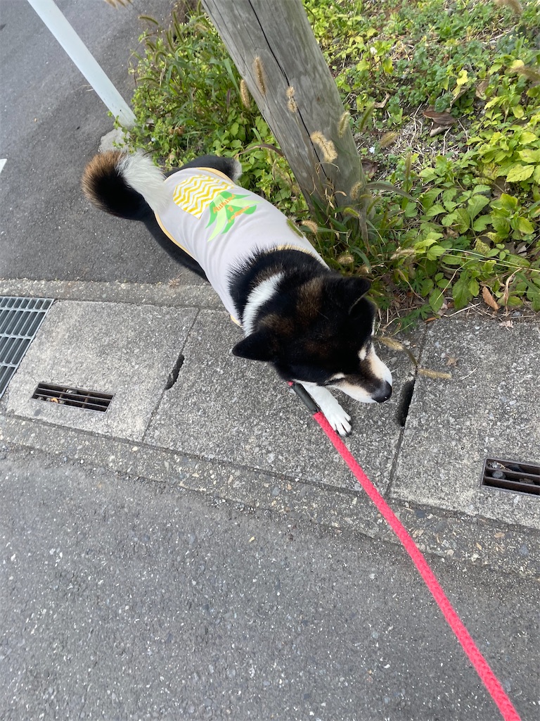 手前に歩いてくる黒柴犬