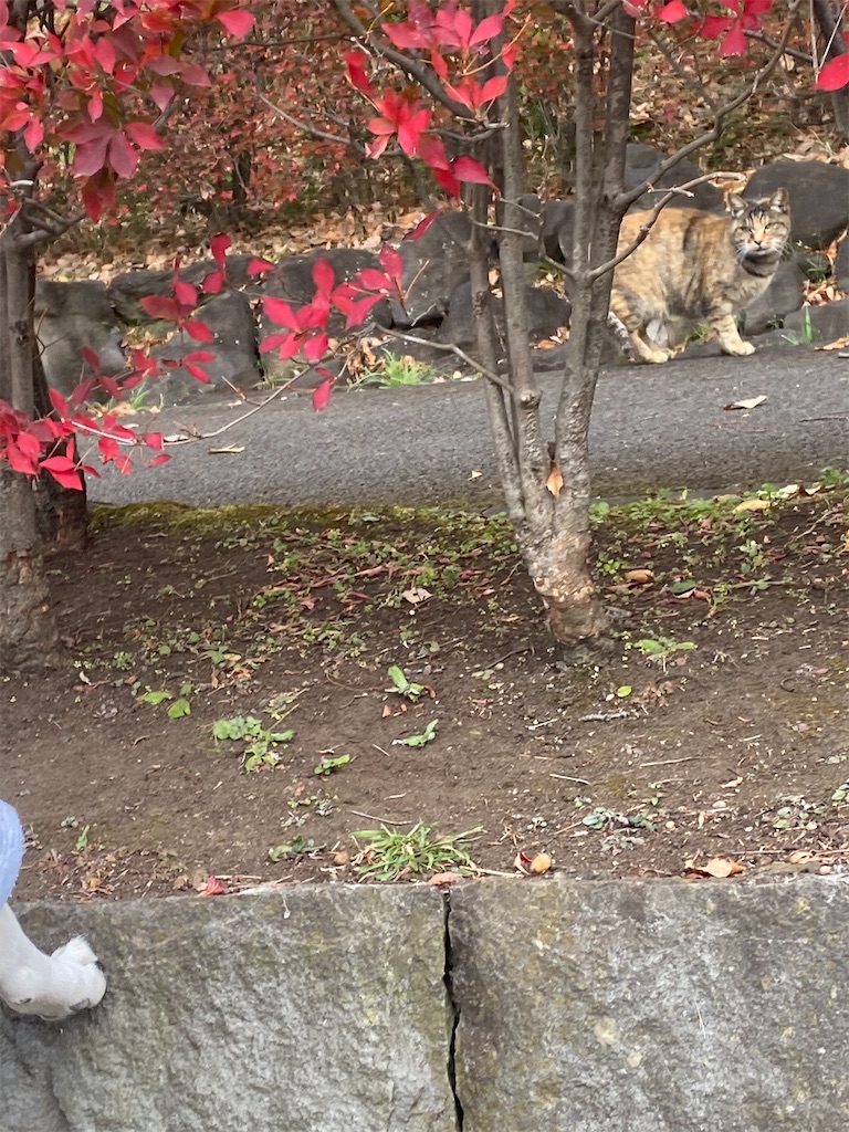 ネコがこっちを見てる