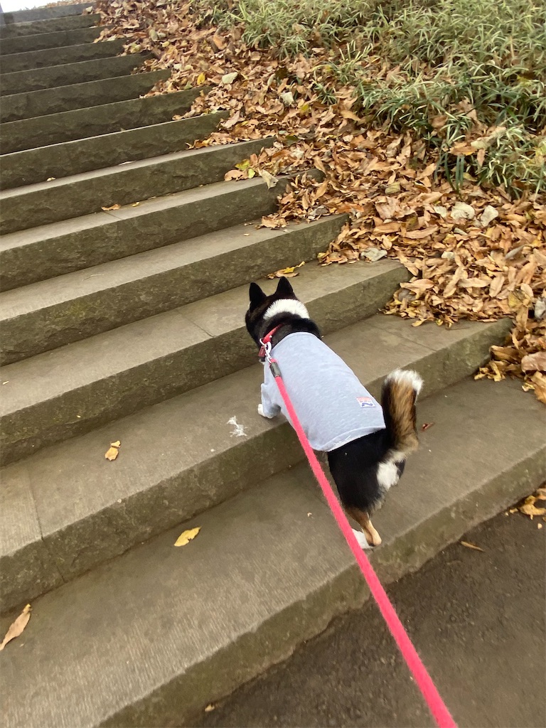 階段を上っている黒柴犬