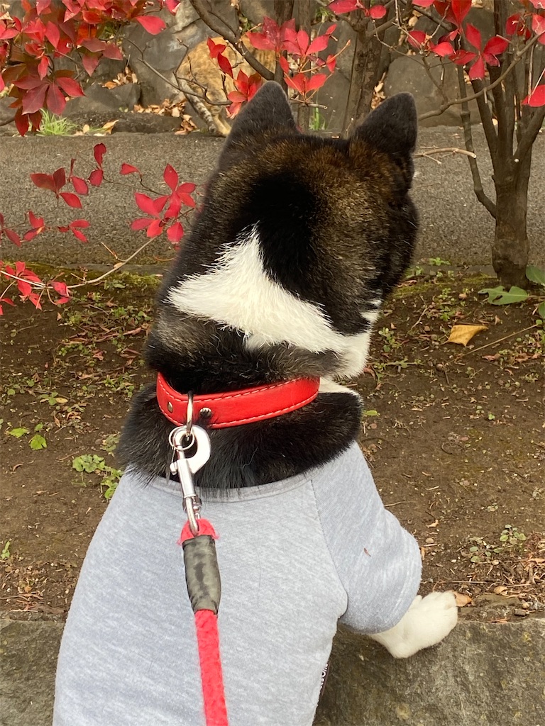 ネコを見つけた黒柴犬