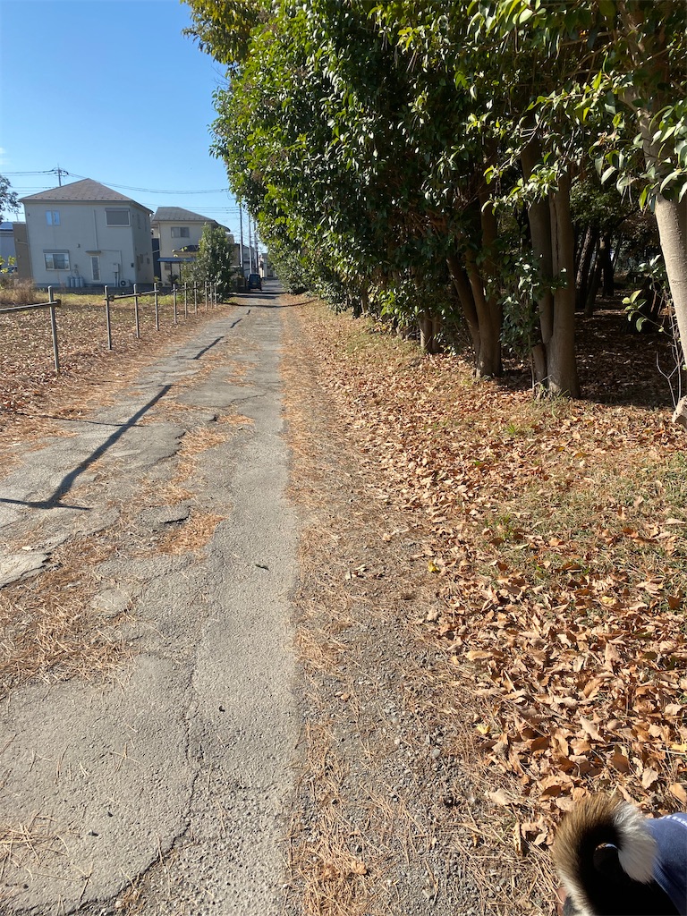 落ち葉が散っている並木道