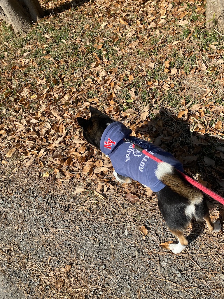 落ち葉の中を歩いている黒柴犬