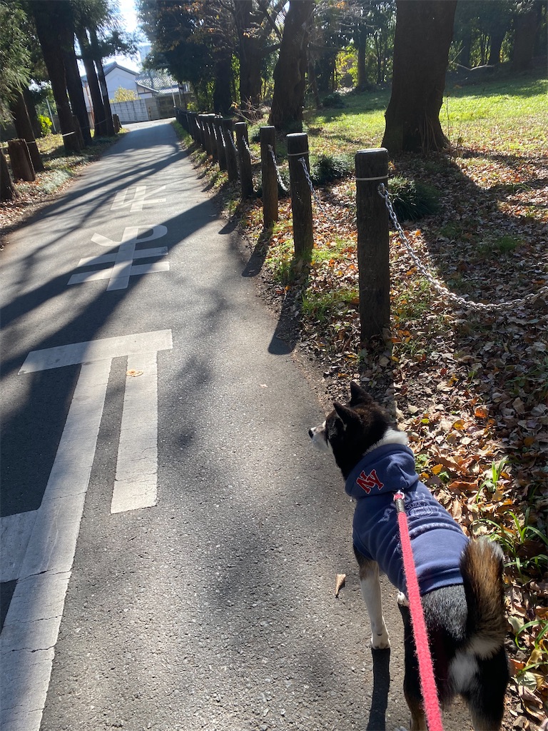 公園ないの散歩道を歩く黒柴犬