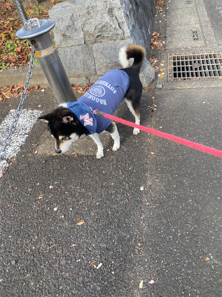 路肩で立ち止まっている黒柴犬