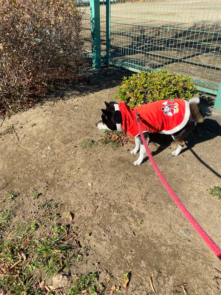 紅い洋服を着ている黒柴犬