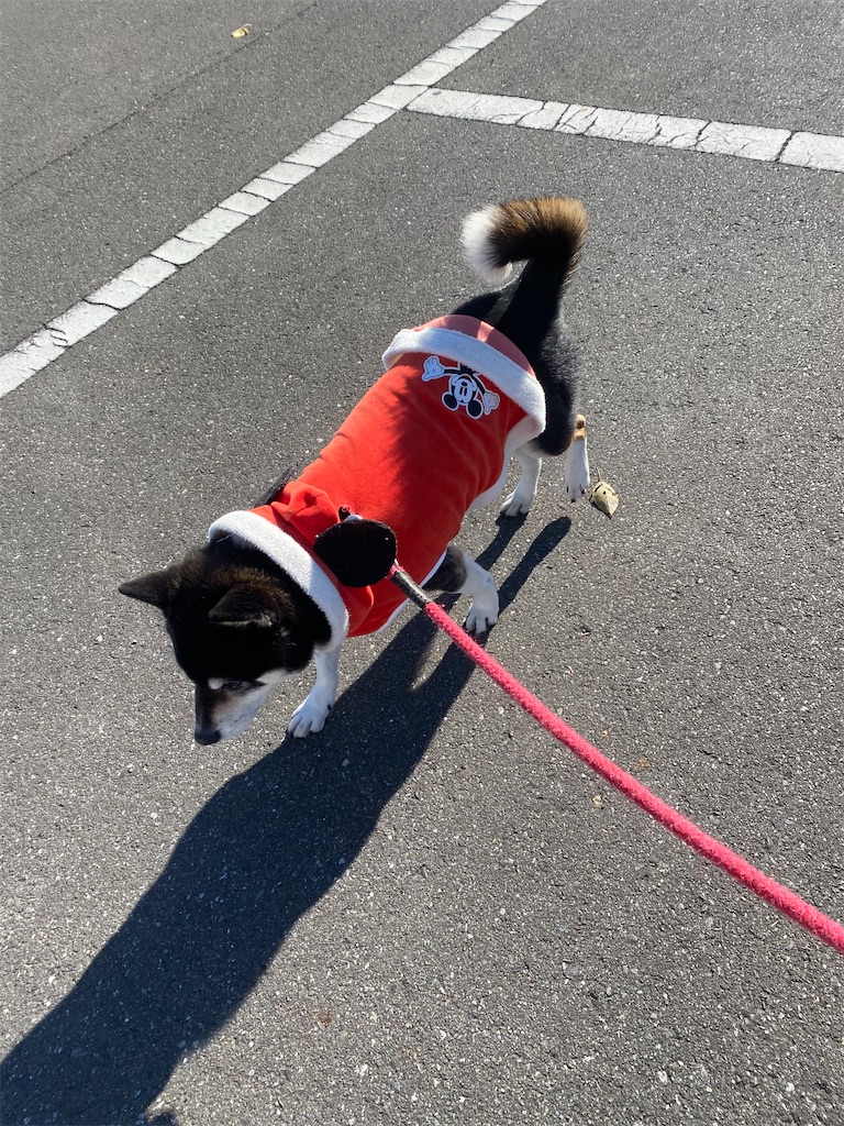 紅い洋服を着ている黒柴犬が手前に歩いてくる