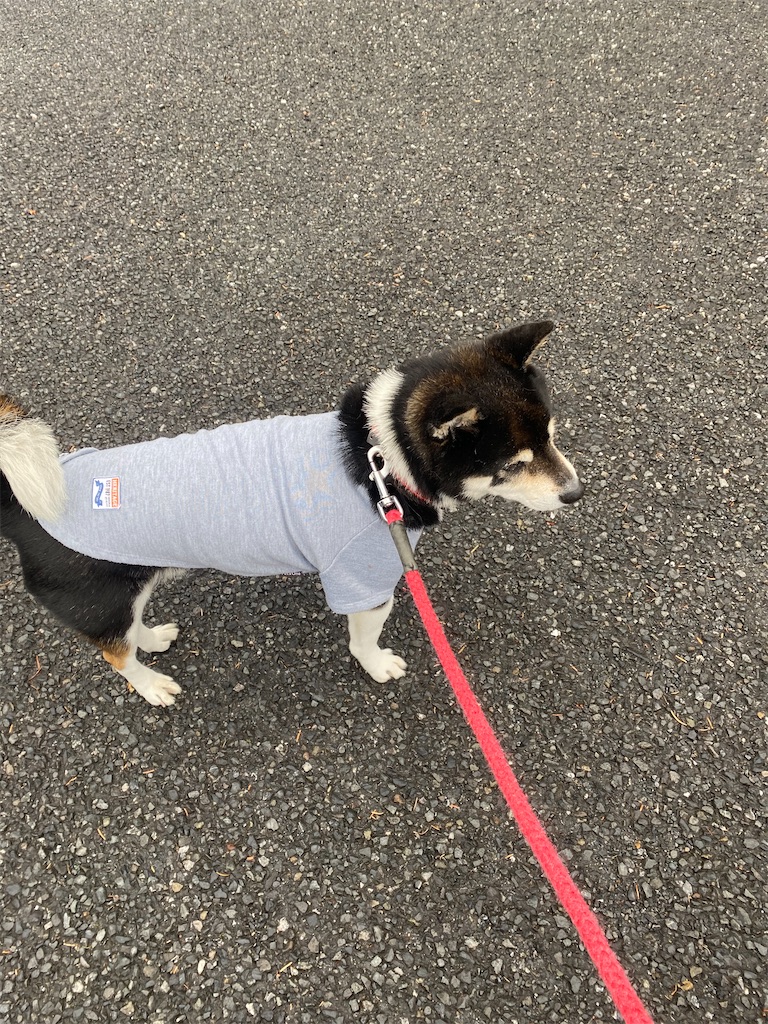 公園の中で立っている黒柴犬