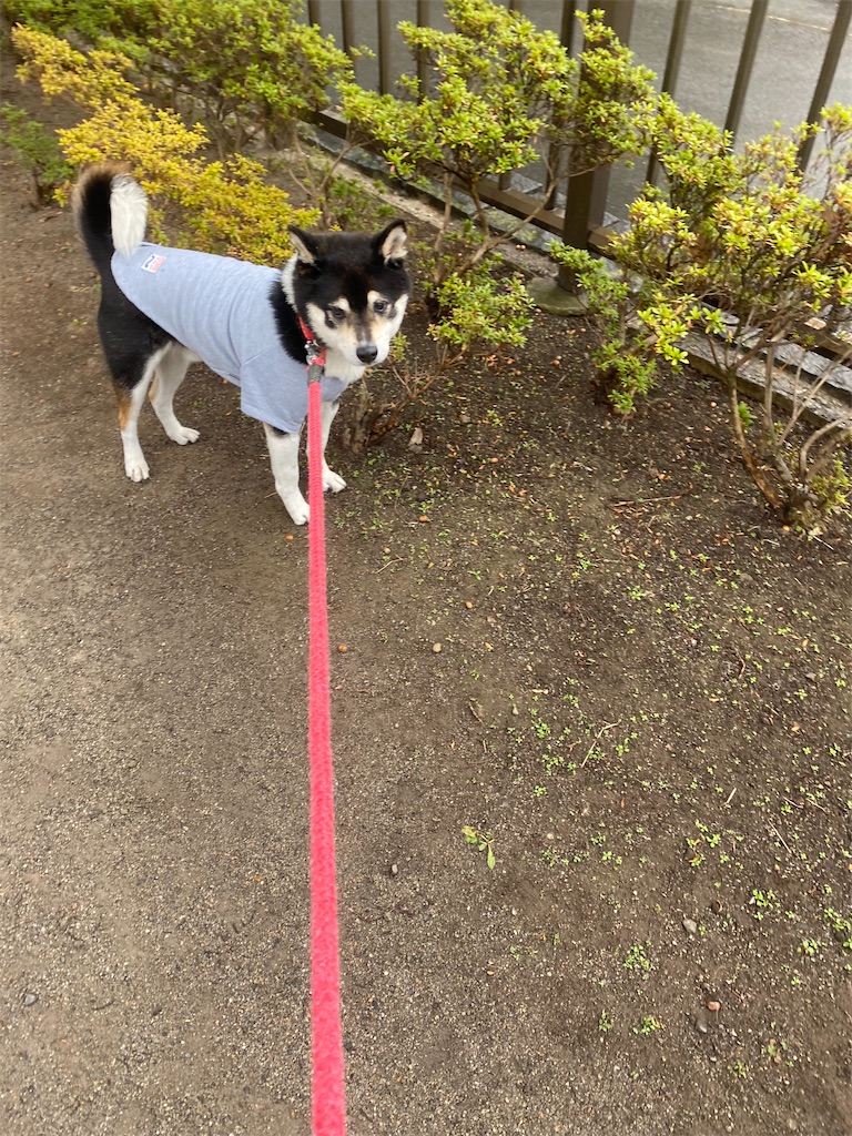 公園の中を歩いている黒柴犬