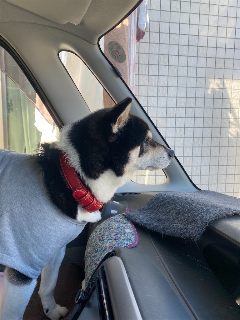 クルマの助手席から外を眺めている黒柴犬