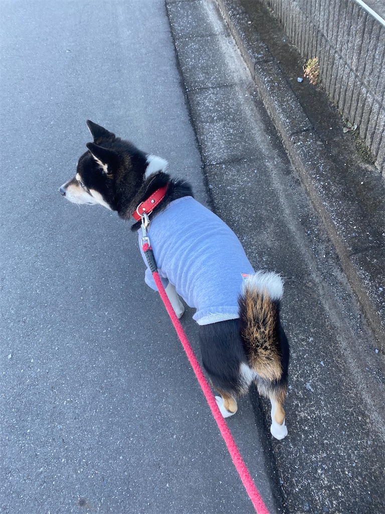 路肩を歩いている黒柴犬
