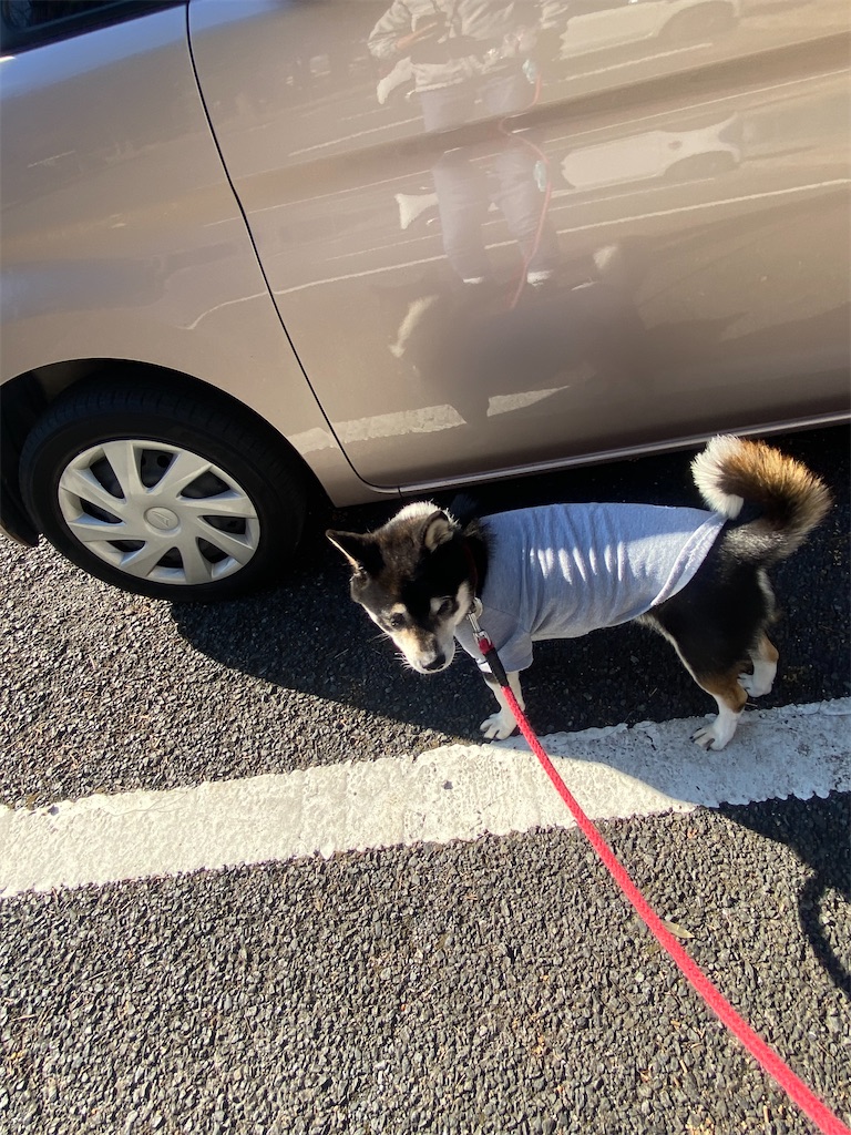 クルマのドアの側に立っている黒柴犬