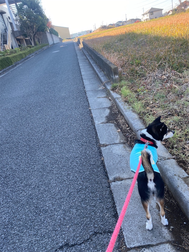 路肩で歩いている黒柴犬