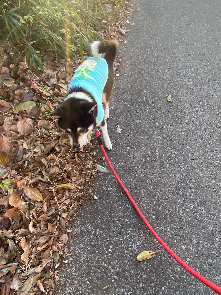 路肩を歩いている黒柴犬