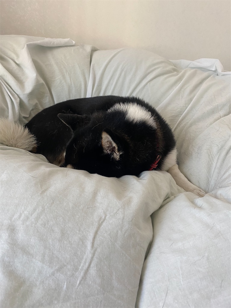 ベッドの上で丸くなって寝てしまった黒柴犬