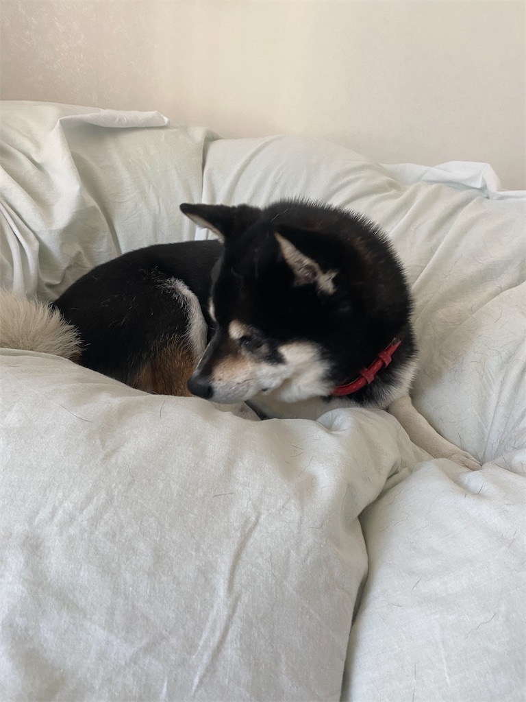 ベッドの上で丸くなっている黒柴犬