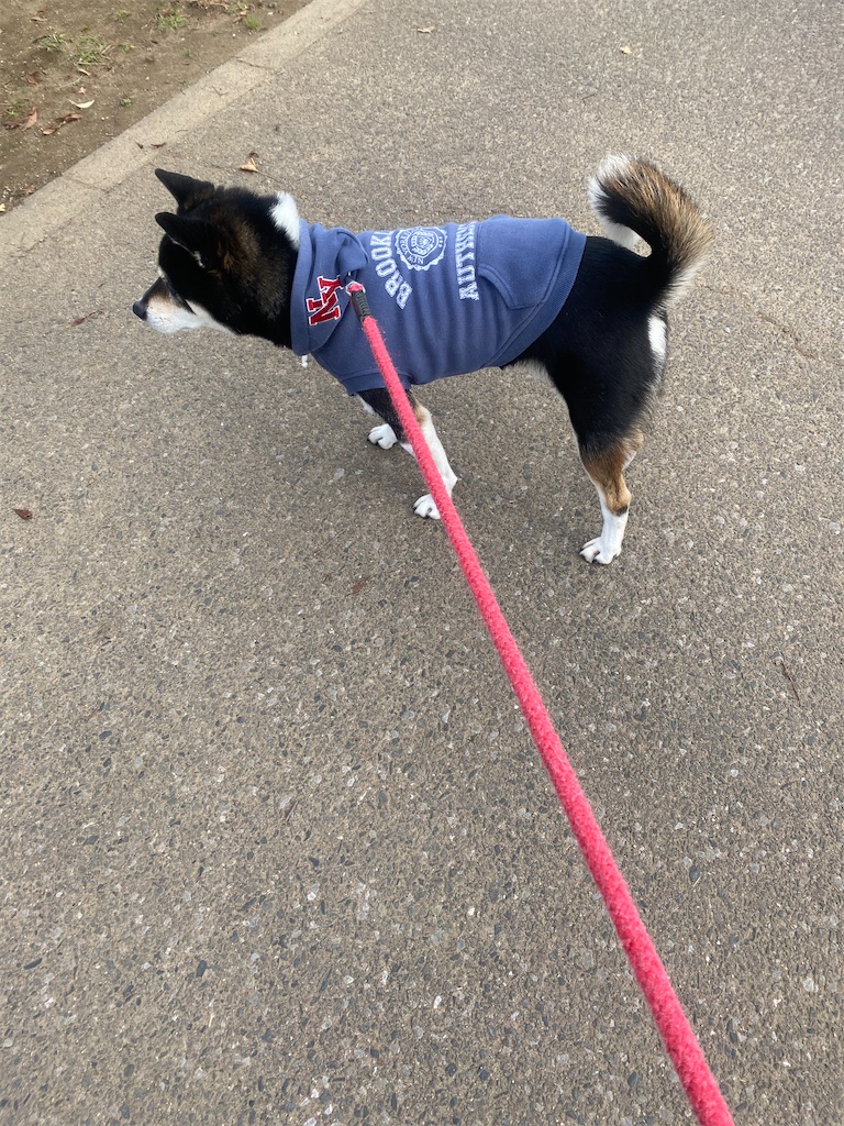立ち止まっている黒柴犬