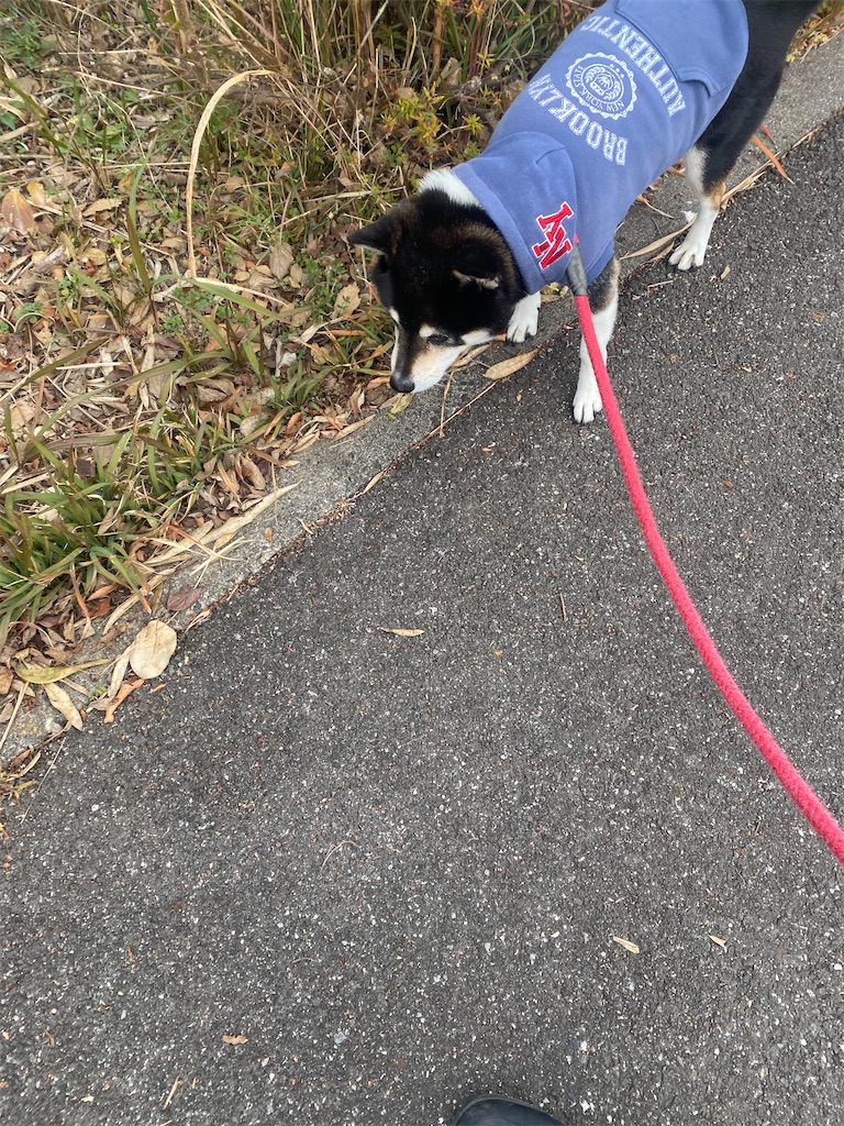 路肩を歩いている黒柴犬