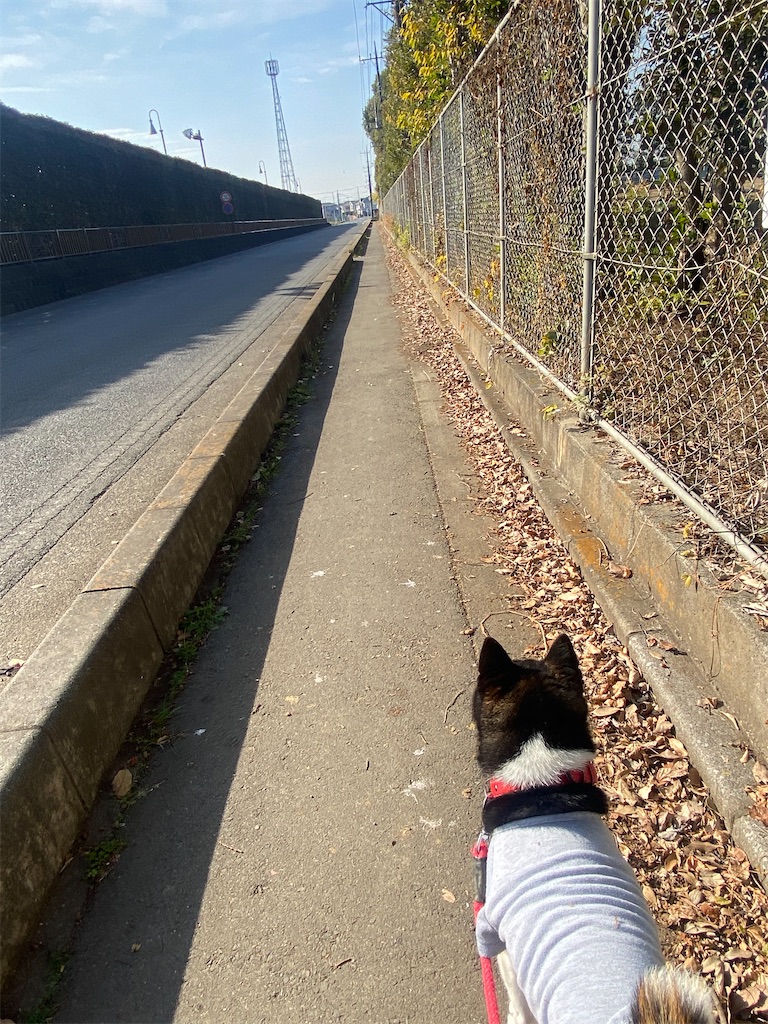 路肩を歩いている黒柴犬