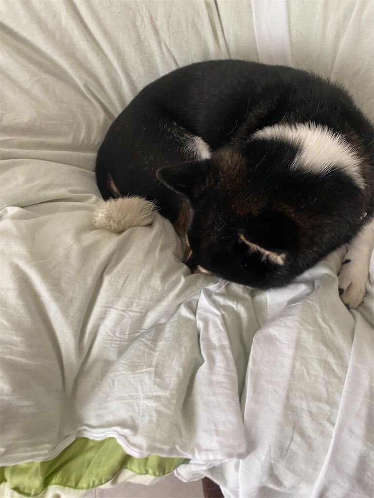 ペットベッドで眠そうな黒柴犬