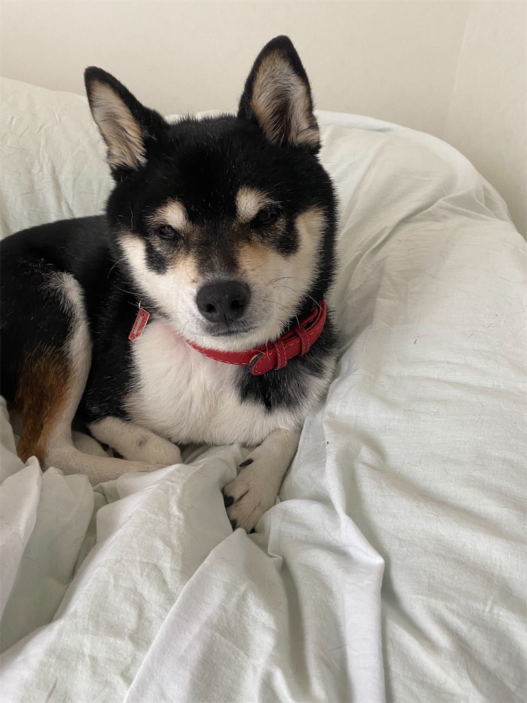 ベッドの上で眠たそうな黒柴犬