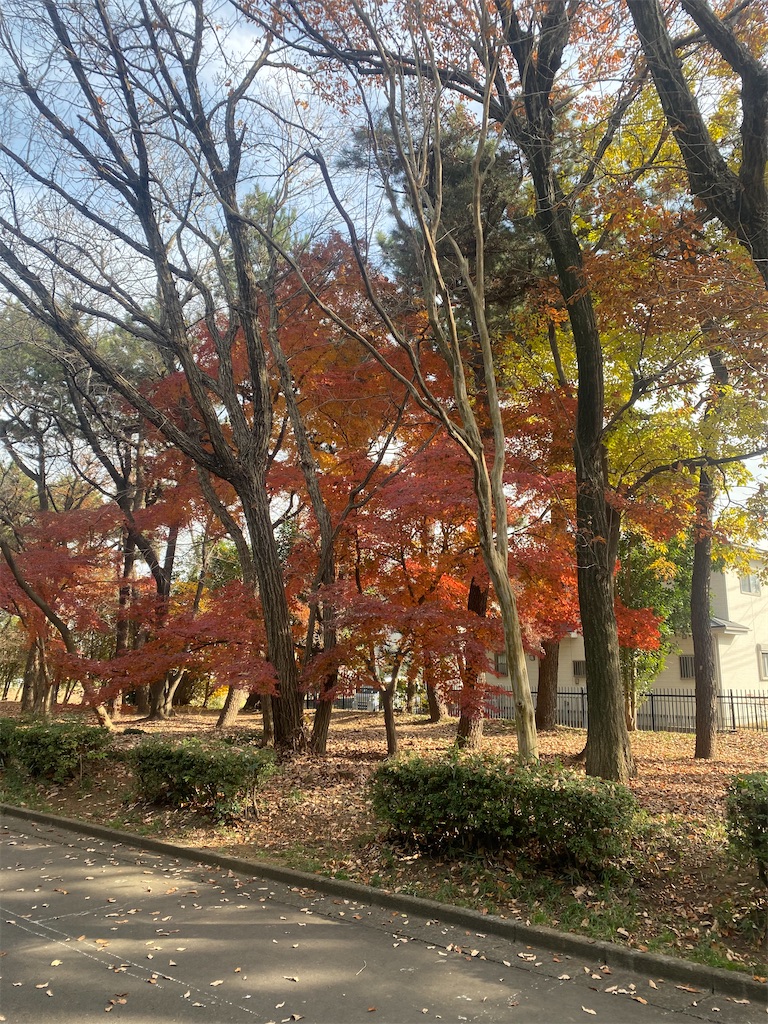 公園の紅葉した樹木