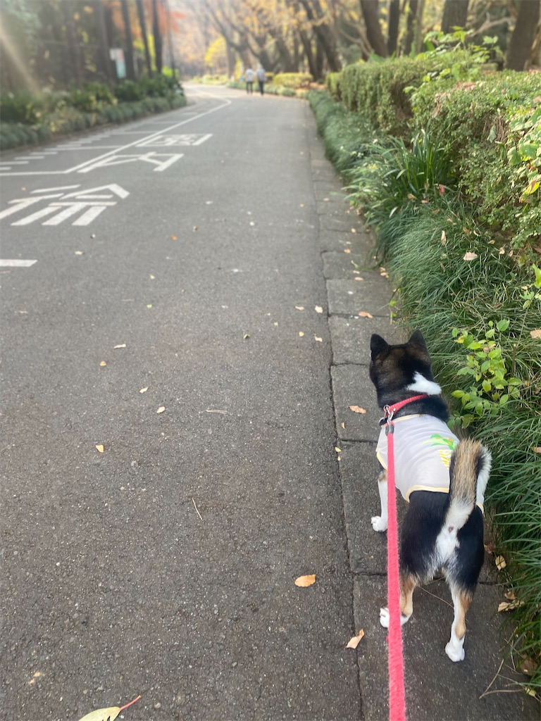 路肩を歩いている黒柴犬