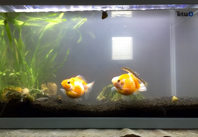 イメージ 5