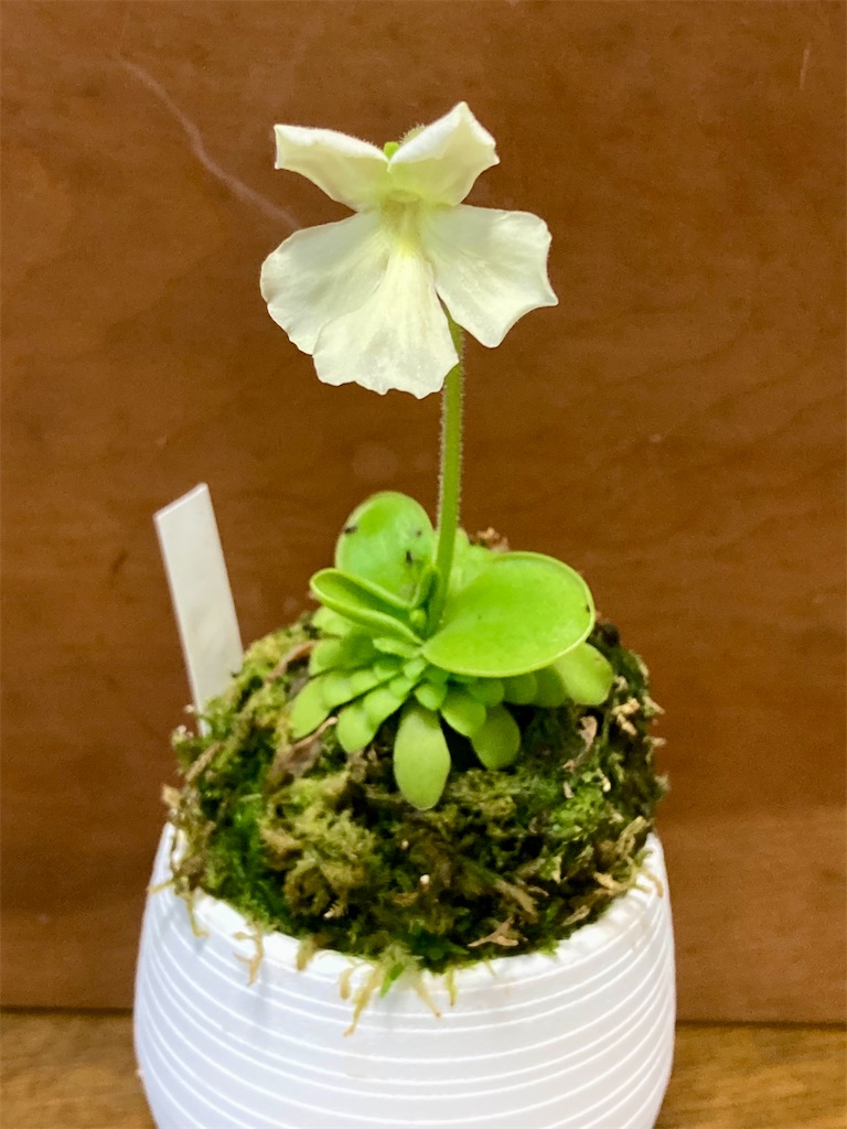 f:id:kaputarou:20260501184125j:image