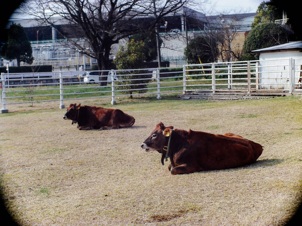 f:id:karaage:20120101000010j:plain:w640
