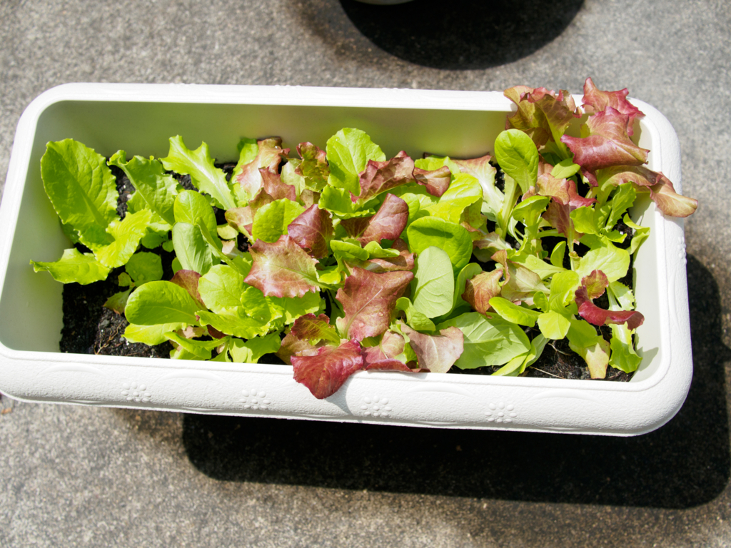 f:id:karaage:20160529102923j:plain:w640