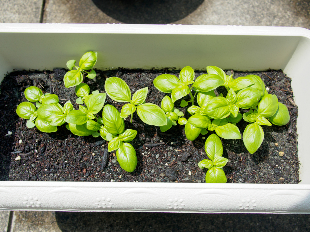 f:id:karaage:20160529102928j:plain:w640