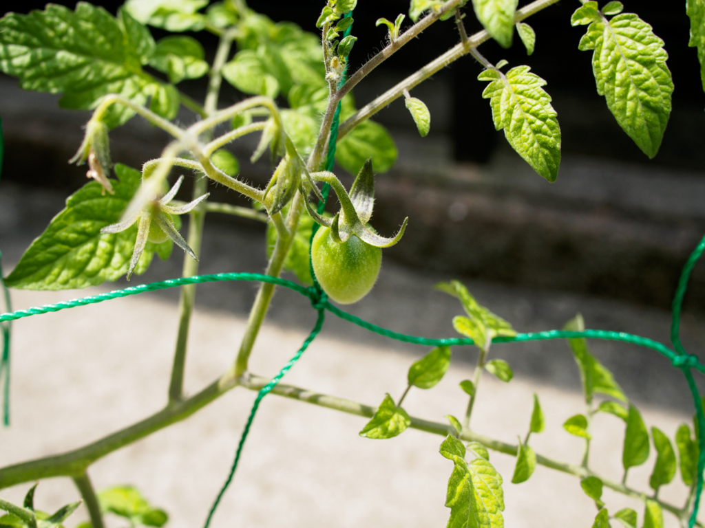 f:id:karaage:20160529103039j:plain:w640 f:id:karaage:20160529103039j:plain:w640