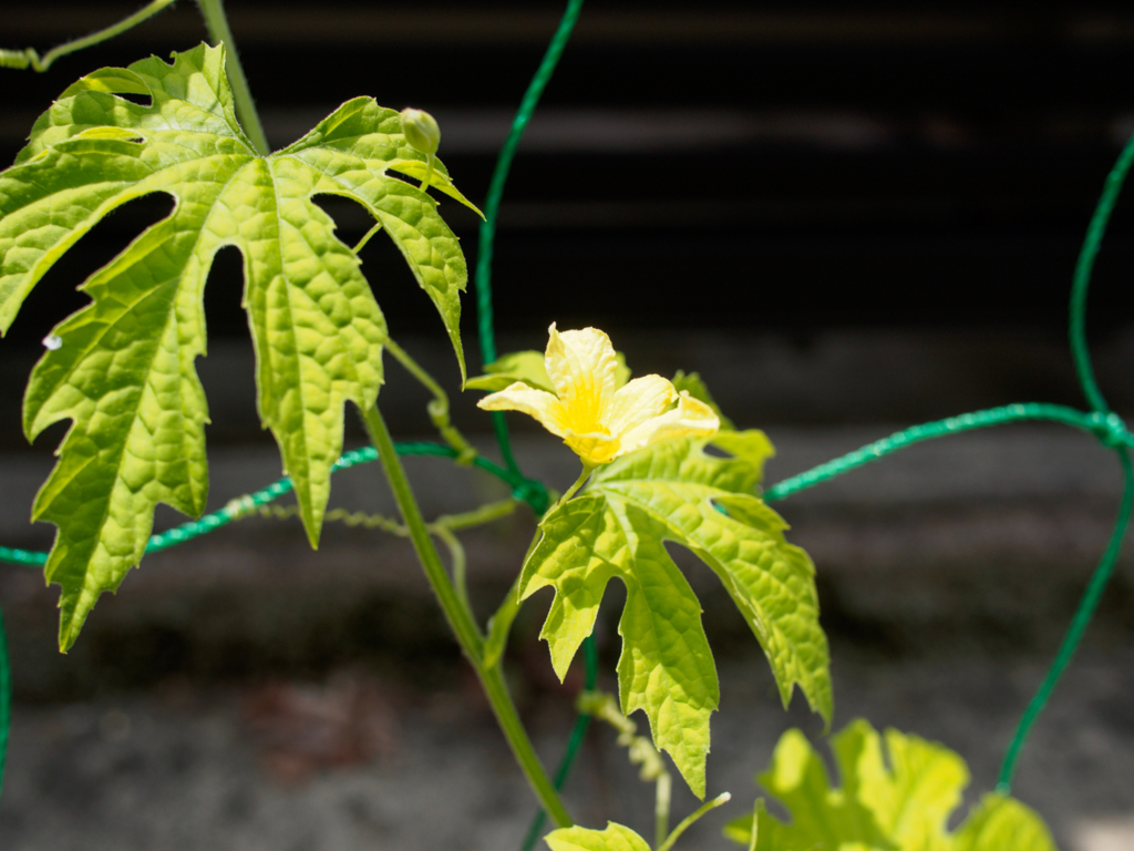 f:id:karaage:20160529103049j:plain:w640 f:id:karaage:20160529103049j:plain:w640