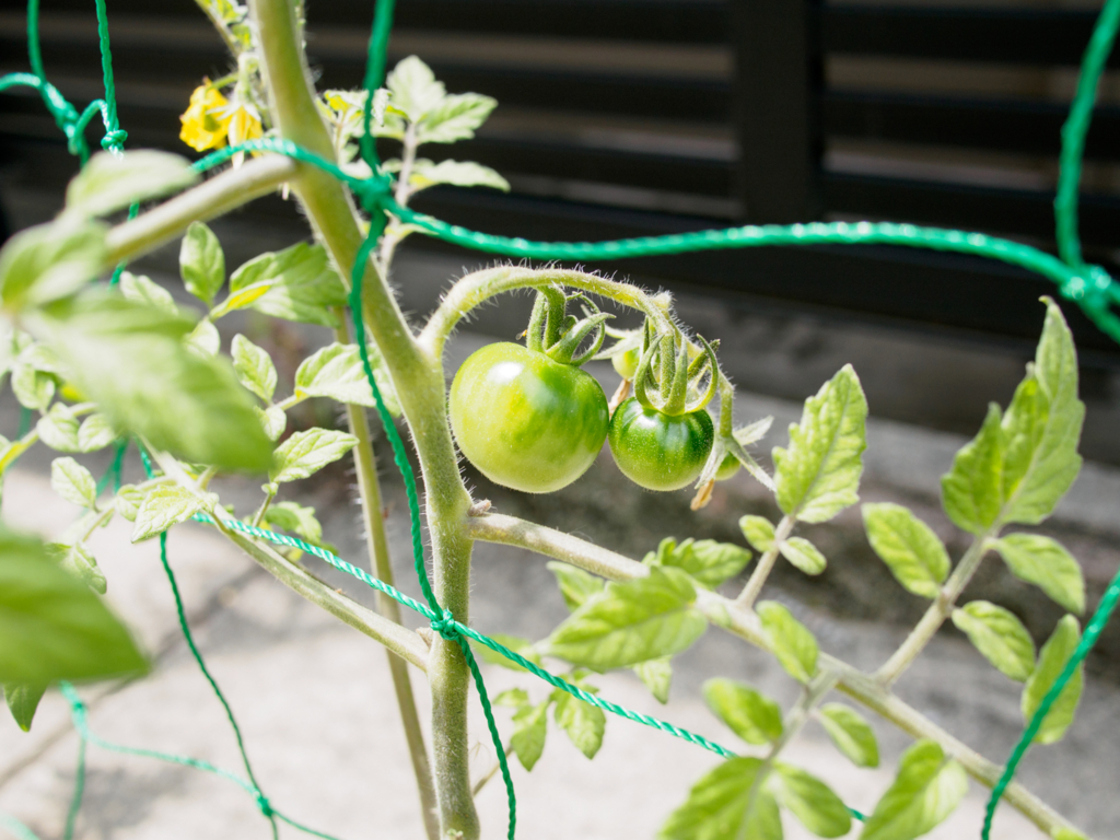 f:id:karaage:20160529103131j:plain:w640 f:id:karaage:20160529103131j:plain:w640