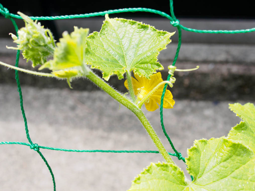 f:id:karaage:20160529103204j:plain:w640 f:id:karaage:20160529103204j:plain:w640