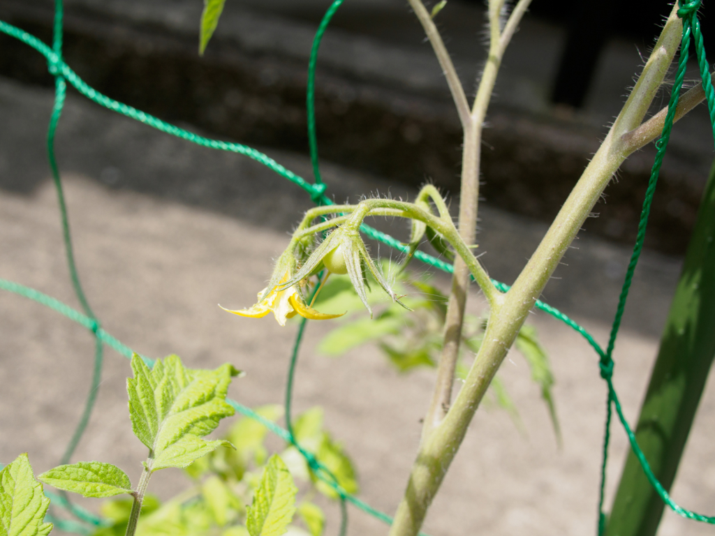 f:id:karaage:20160529103238j:plain:w640 f:id:karaage:20160529103238j:plain:w640