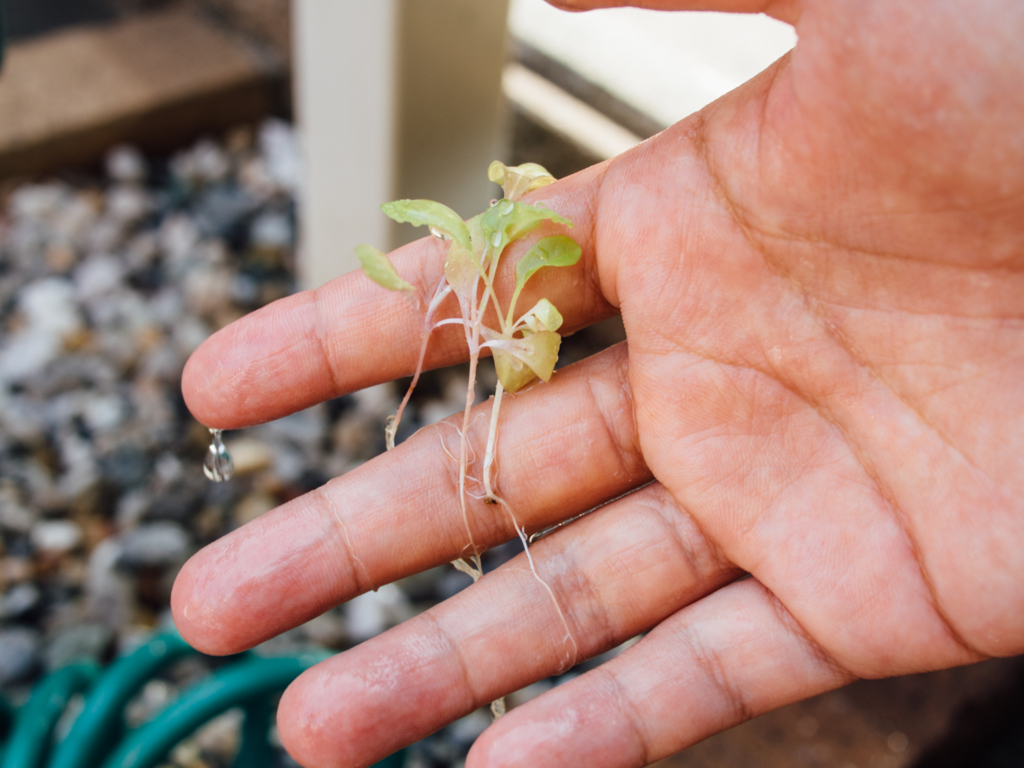 f:id:karaage:20160723155808j:plain:w640