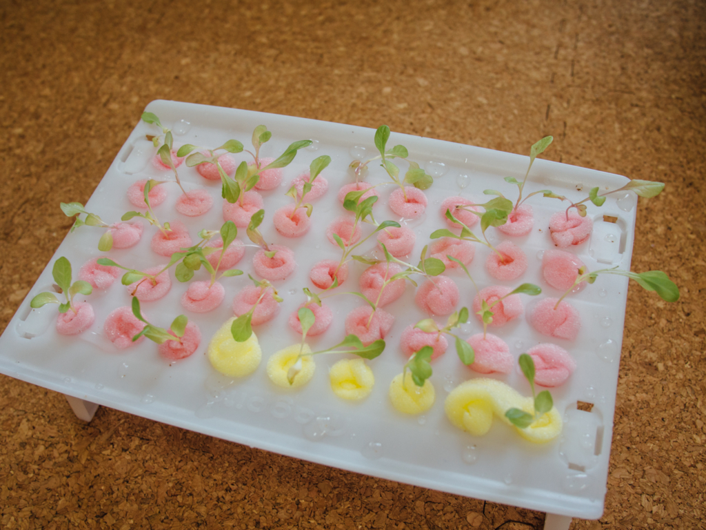 f:id:karaage:20160723163100j:plain:w640