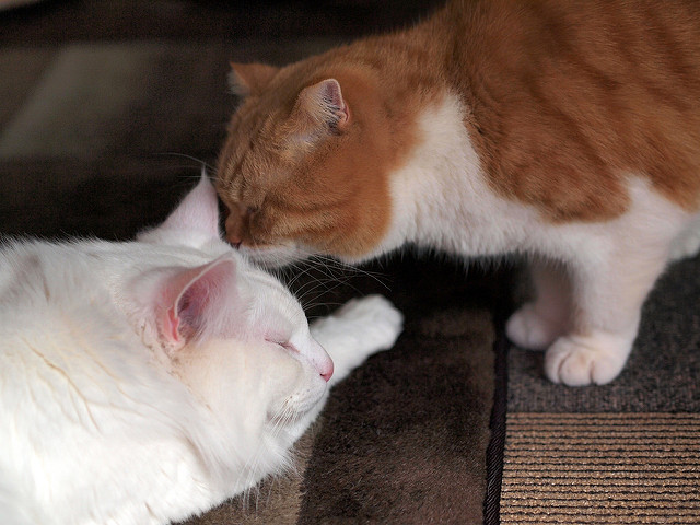 f:id:karaage:20170814145131j:plain:w640