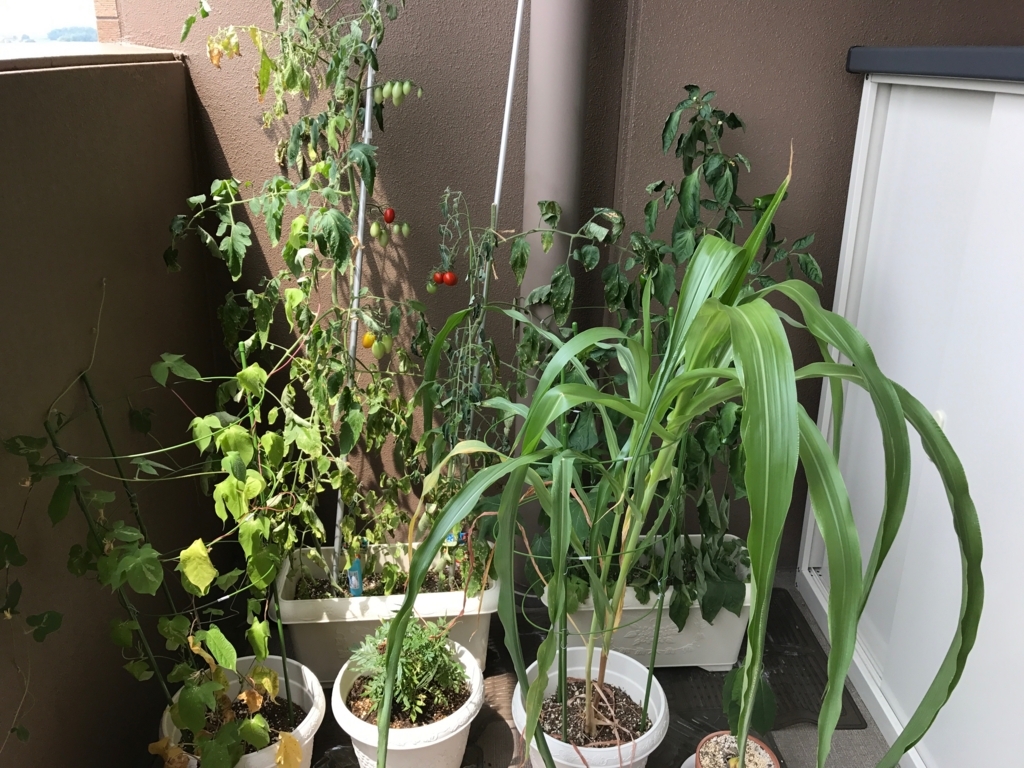 f:id:karaage:20170823004348j:plain:w640 f:id:karaage:20170823004348j:plain:w640