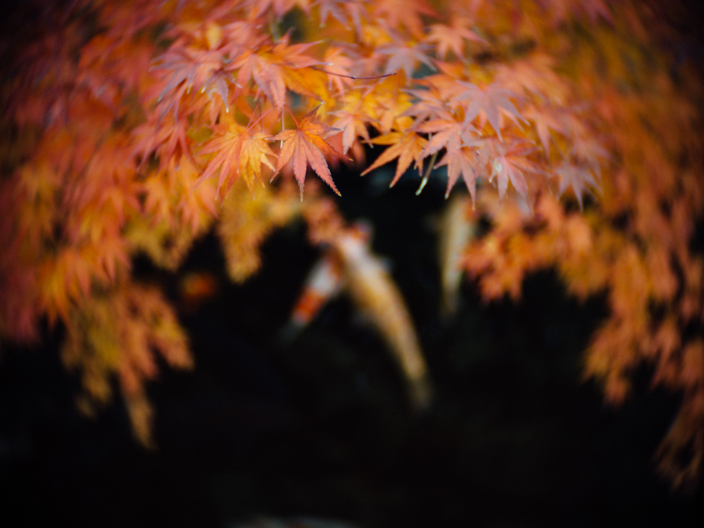 f:id:karaage:20171126143735j:plain:w640