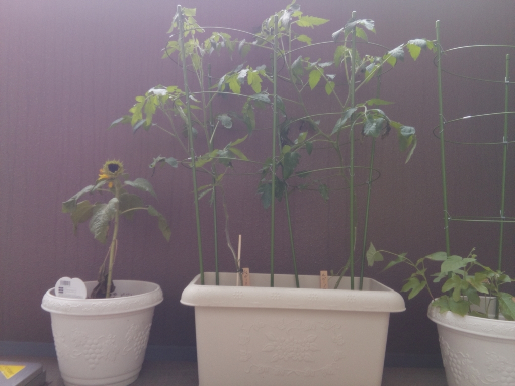 f:id:karaage:20180704073003j:plain