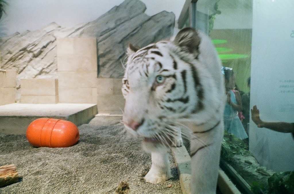 f:id:karaage:20190310163658j:plain:w640