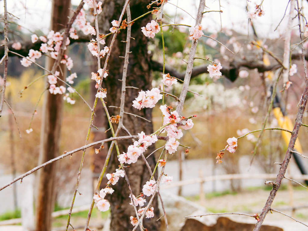 f:id:karaage:20190317123642j:plain:w640