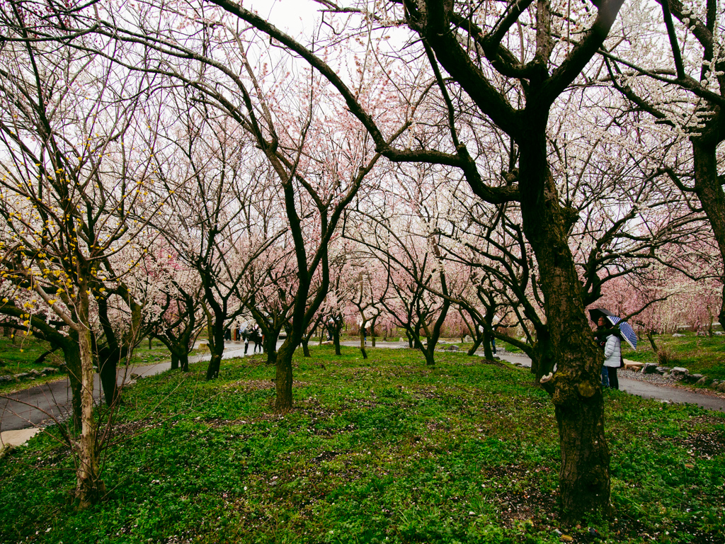 f:id:karaage:20190317124319j:plain:w640