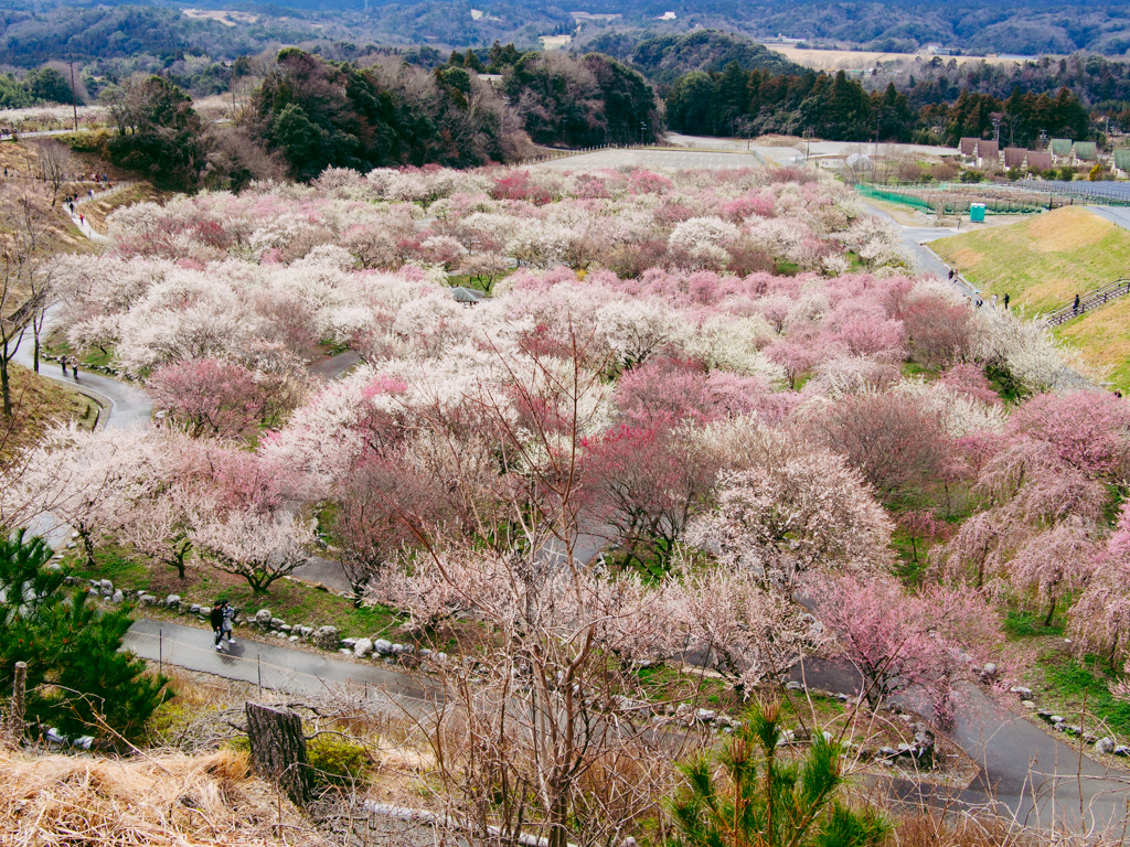 f:id:karaage:20190317135107j:plain:w640